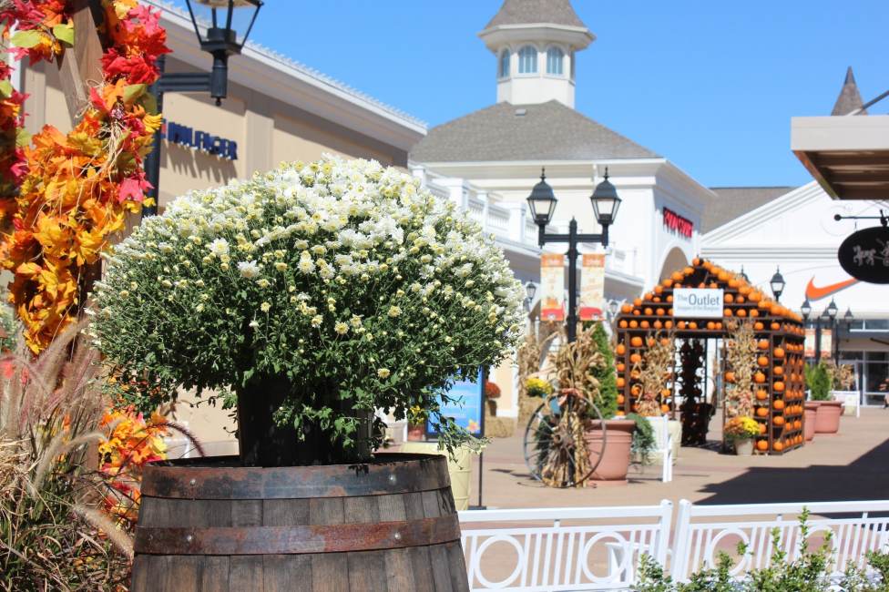 A white mum in bloom sits atop a bourbon barrel with the Outlet Shoppes of the Bluegrass and fall decor in the background.