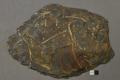 The Unusual Suspects - Who did it? - Paleontology Explorer